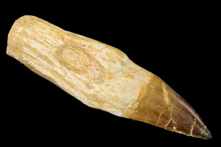 Fossil Rooted Mosasaur (Prognathodon) Tooth - Morocco #163928
